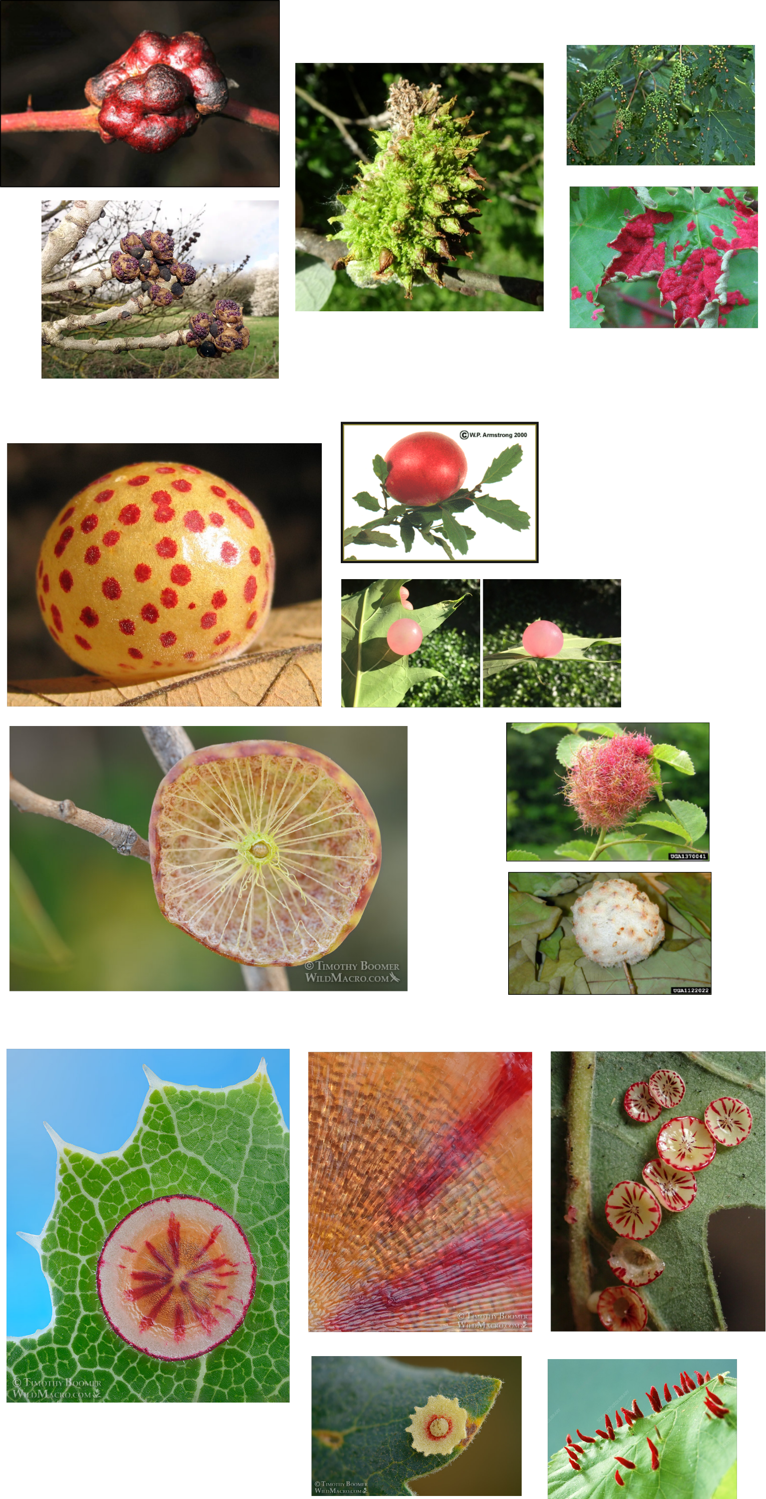 Gall Gallery.png